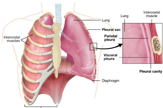 Thoracentesis treatment for mesothelioma symptoms